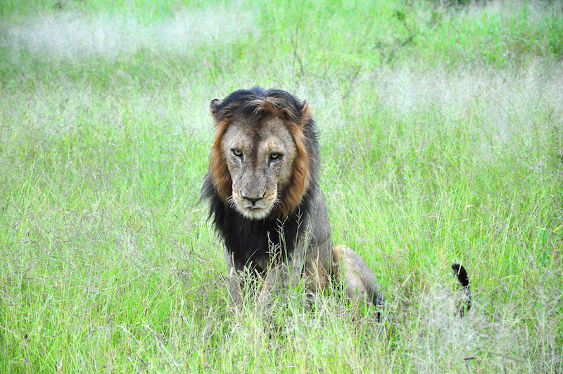 Melanie Heinrich - travel images - Lion Sands Private Game Reserve